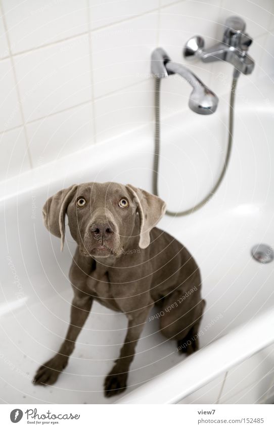 Großer Jagdhund ganz klein. Hund Weimaraner Schwimmen & Baden Reinigen Angst Erwartung Körperhaltung Badewanne Körperpflege Blick Schnauze Gesichtsausdruck