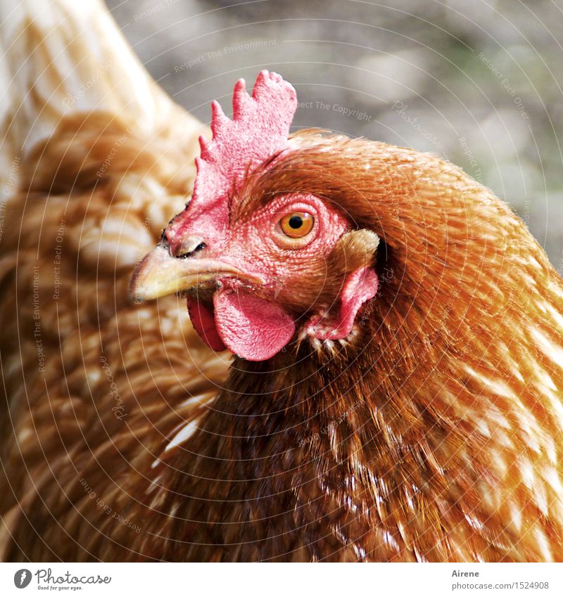 Is was? Landwirtschaft Forstwirtschaft Geflügelfarm Ei Bauernhof Tier Nutztier Vogel Haushuhn 1 Blick Neugier braun rot Hochmut Stolz herausfordernd Farbfoto