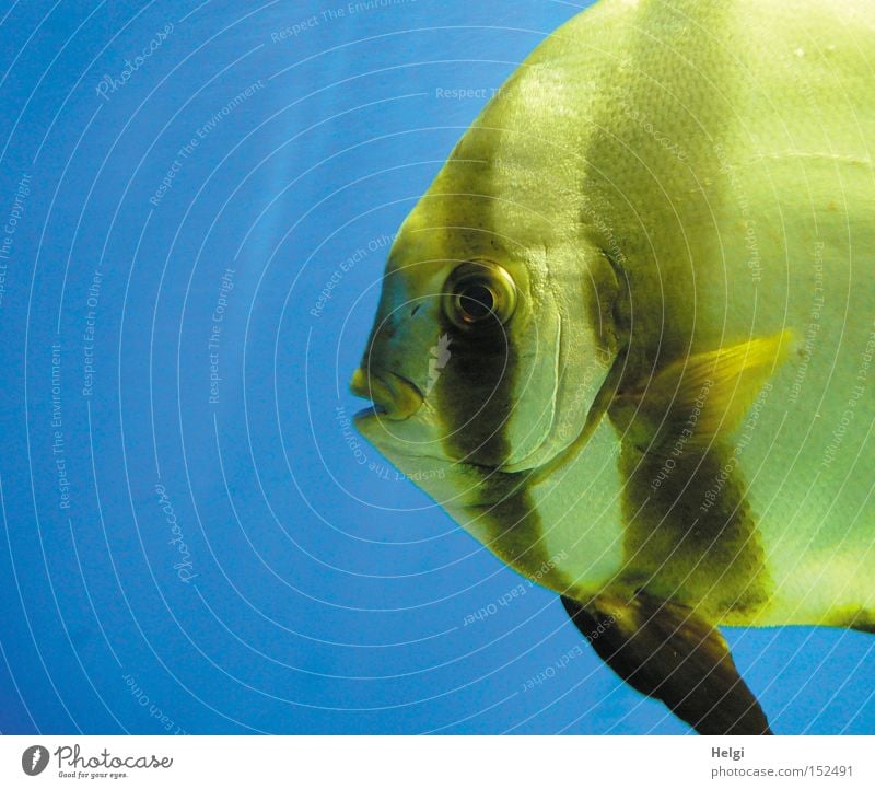 Weihnachtskarpfen... Fisch Aquarium Wasser nass Schuppen Flosse Maul Auge Kieme gelb blau Lippen Blick Langeweile Makroaufnahme Nahaufnahme Scalar Helgi