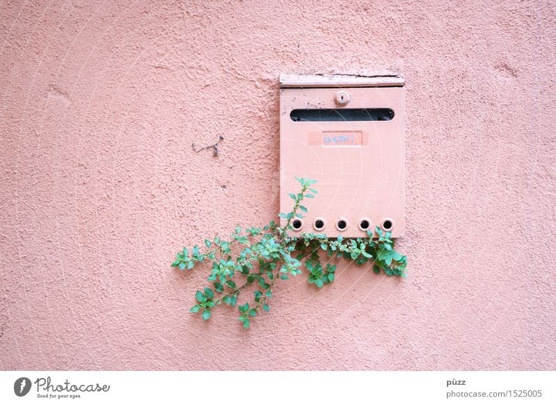 Briefkasten Häusliches Leben Wohnung Haus Natur Pflanze Blatt Grünpflanze Dorf Kleinstadt Stadt Mauer Wand Fassade Stein Beton Metall grün rosa Einsamkeit