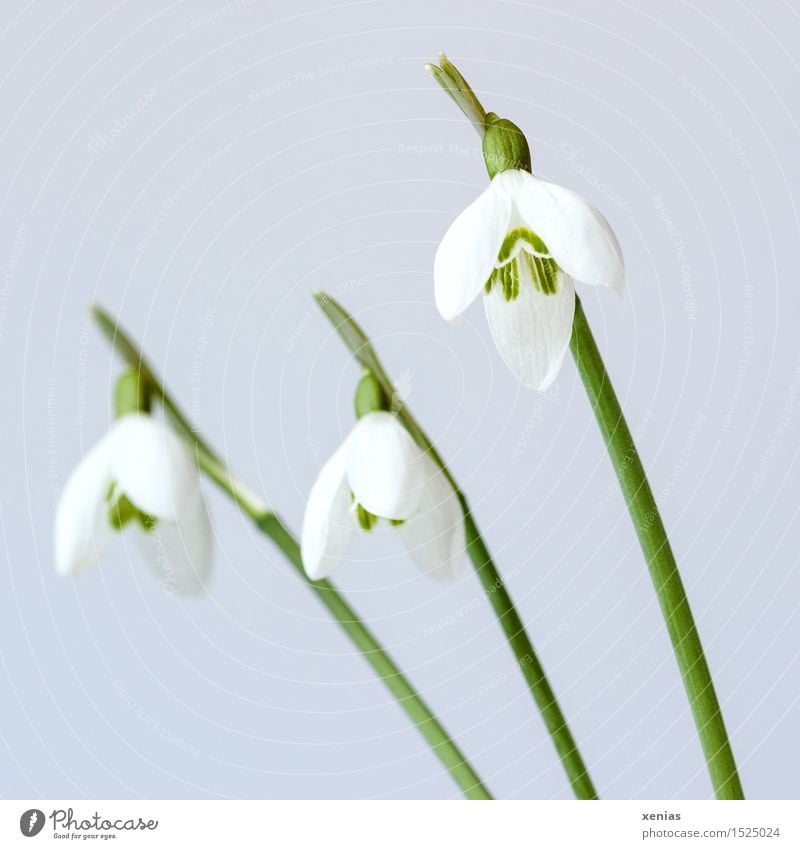 Drei Schneeglöckchen vor hellem Hintergrund Galanthus Frühling Winter Blume Blüte Garten Park Wiese grün weiß 3 Ostern Hintergrund neutral Pflanze