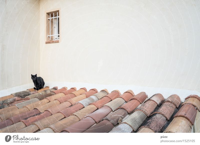 Black Cat Dorf Menschenleer Haus Bauwerk Gebäude Architektur Mauer Wand Fenster Dach Tier Haustier Katze 1 Stein Beton braun schwarz weiß Gefühle Glück