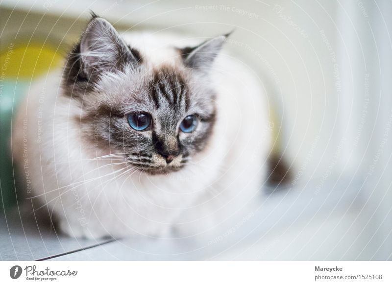 Blaue Augen Tier Haustier Katze 1 blau Zufriedenheit heilige Birma Katzenzucht Farbfoto Innenaufnahme Menschenleer Textfreiraum rechts Tag Starke Tiefenschärfe