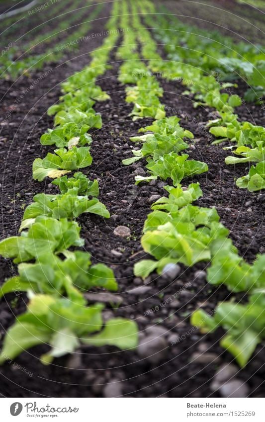 da haben wir den Salat Lebensmittel Salatbeilage Ernährung Vegetarische Ernährung Garten Landwirtschaft Forstwirtschaft Natur Sommer Pflanze Nutzpflanze Fitness