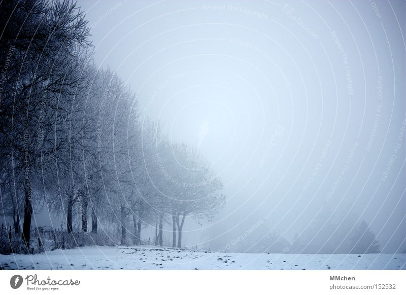 Kurz vor 2009 Nebel Wege & Pfade unterwegs Baum Allee unklar Andeutung Winter Schnee Straße Spaziergang Neuanfang Ende Frieden