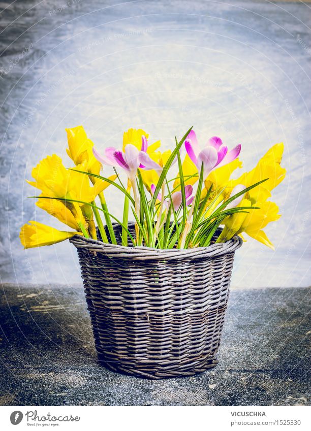 Frühlingsblumen im Blumentopf Stil Design Wohnung Innenarchitektur Dekoration & Verzierung Tisch Natur Pflanze Blüte Blumenstrauß Blühend gelb rosa Duft