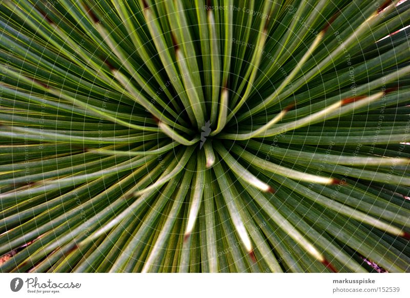 im botanischen garten Blume Pflanze Botanik Gewächshaus Blüte Winter