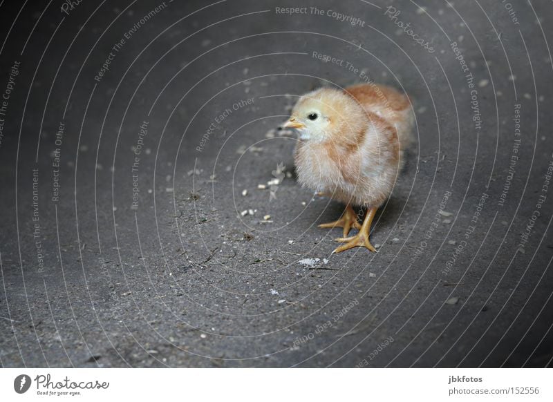 FREILANDHALTUNG Leben Freiheit Gastronomie Tier Nutztier Vogel Tiergesicht Flügel Krallen Küken Haushuhn Tierjunges 1 2 Brunft Bewegung Jagd laufen Wachstum