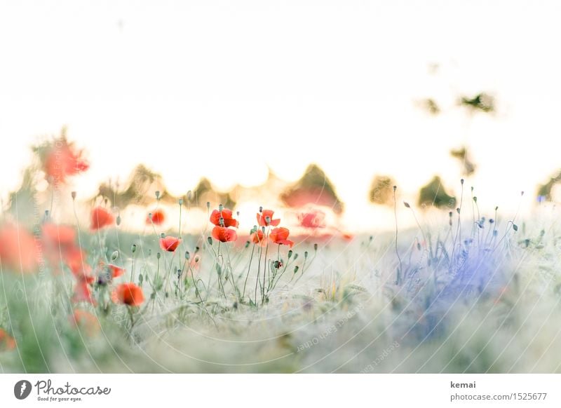 Spreedorado | Mohn durch Korn Umwelt Natur Landschaft Pflanze Sonne Sonnenaufgang Sonnenuntergang Sonnenlicht Sommer Schönes Wetter Gras Blüte Wildpflanze