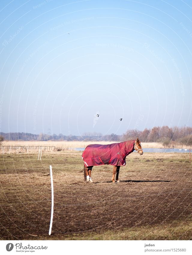 stehpferdchen. Reiten Ferne Freiheit Natur Landschaft Wolkenloser Himmel Horizont Winter Gras Flussufer Tier Nutztier Pferd Vogel 1 2 fliegen stehen geduldig