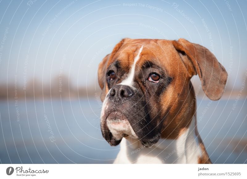 mein name ist bud. Meditation Wasser Flussufer Tier Haustier Hund 1 Lächeln Blick warten sportlich Erotik Freundlichkeit schön niedlich Verschwiegenheit