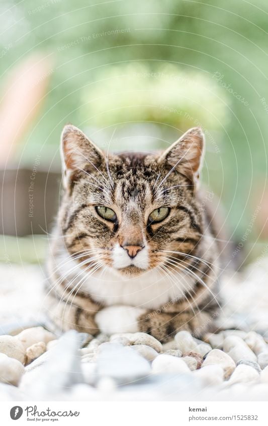 Spreedorado | Star(r)ing Kater Garten Kieselsteine Tier Haustier Katze Tiergesicht Fell Pfote 1 beobachten Erholung liegen Blick Coolness groß schön