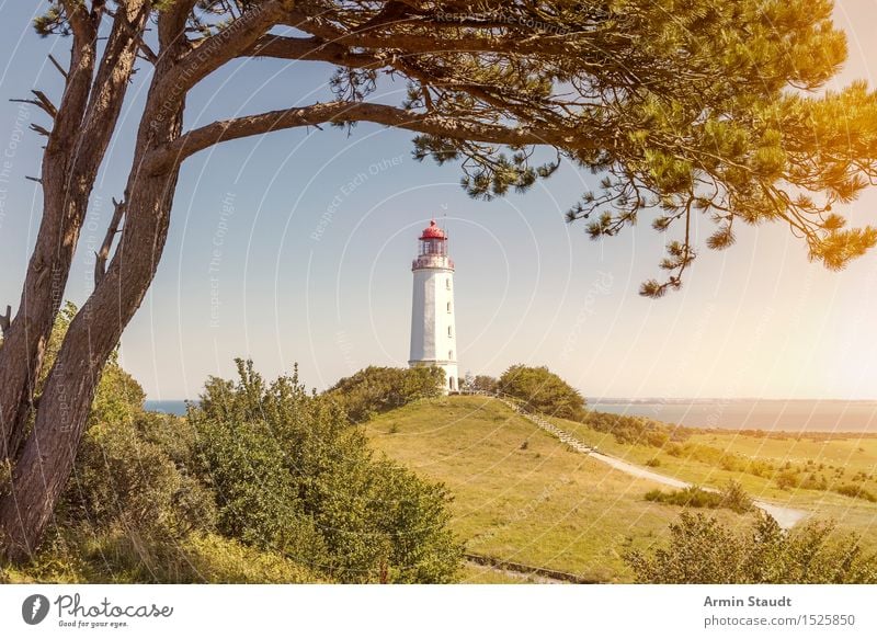 Leuchtturm Hiddensee Ferien & Urlaub & Reisen Tourismus Ausflug Ferne Sommerurlaub Architektur Natur Schönes Wetter Baum Kiefer Hügel Küste Ostsee Stimmung