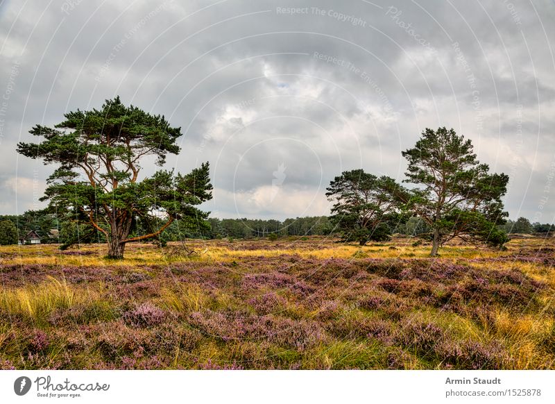 Heidelandschaft - HIddensee Lifestyle Leben harmonisch ruhig Ferien & Urlaub & Reisen Tourismus Ausflug Umwelt Natur Himmel Wolken Sommer schlechtes Wetter