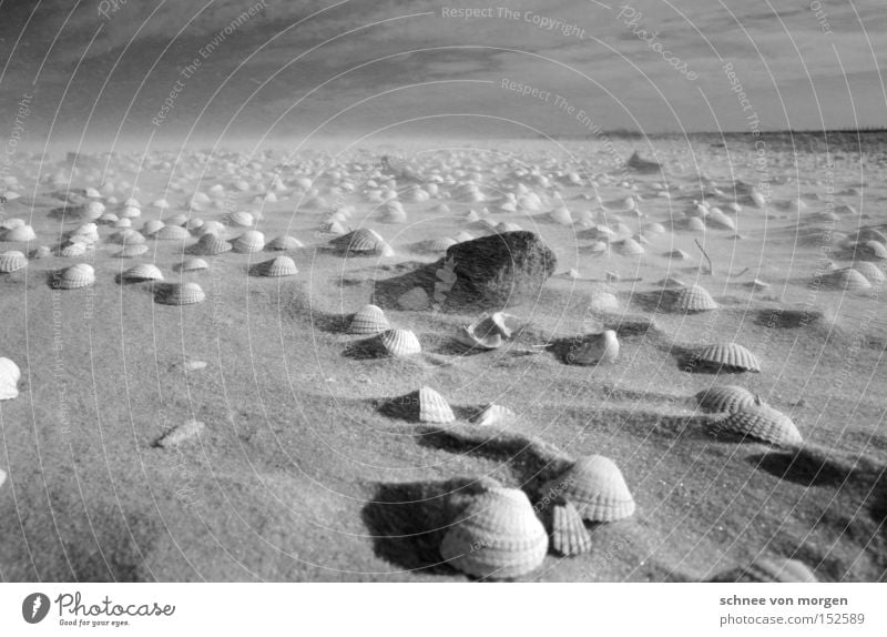 steine tönend Sand Strand Stein Wind Wetter Muschel Ferne See Wasser Meer Geräusch Kraft Schwarzweißfoto Küste