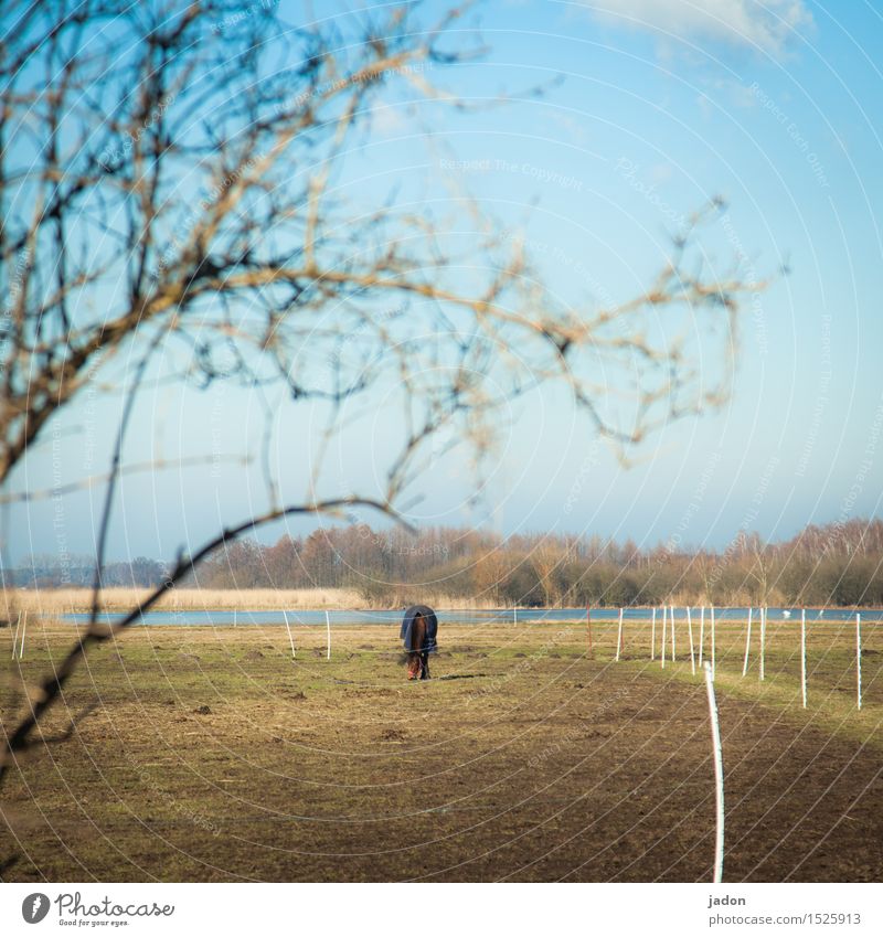 ein königreich und ein pferd. Wohlgefühl Umwelt Natur Landschaft Winter Baum Wiese Feld Tier Nutztier Pferd 1 Essen Fressen Gelassenheit Weide ponyhof Farbfoto