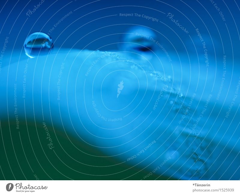 im Gleichgewicht Natur Pflanze Urelemente Wassertropfen Regen Blatt ästhetisch außergewöhnlich schön blau grün Tau Farbfoto Gedeckte Farben Außenaufnahme