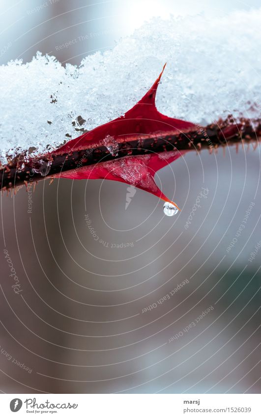 Spießgeselle Natur Winter Eis Frost Pflanze Dorn Spitze dünn authentisch gruselig klein rund Überraschung Sorge Schmerz Einsamkeit ästhetisch kalt Eistropfen