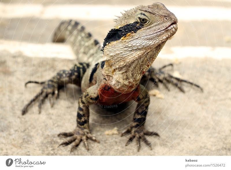 Lizzard Ferien & Urlaub & Reisen Ausflug Abenteuer Natur Tier Wildtier Schuppen Krallen "Lizzard Waterdragon" 1 exotisch Neugier gelb grau schwarz Tierliebe