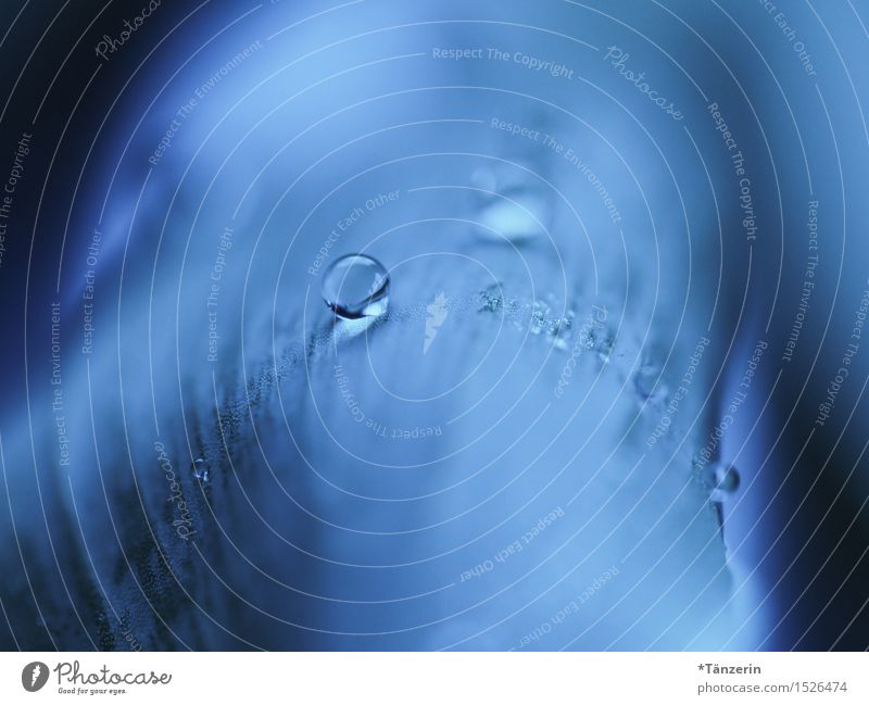 im Gleichgewicht Natur Pflanze schlechtes Wetter Regen Blatt ästhetisch glänzend einzigartig positiv schön weich blau Tau Farbfoto Gedeckte Farben Außenaufnahme