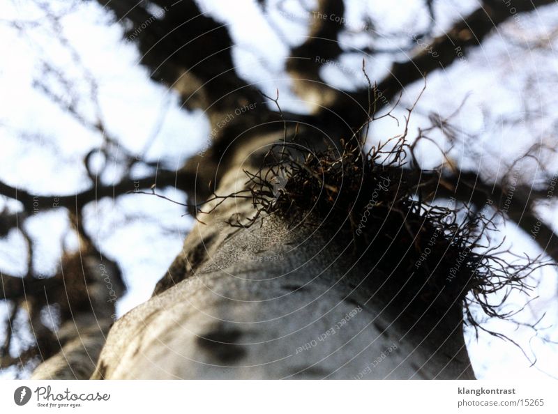 Mistelzweig Baum Schwache Tiefenschärfe Dresden Park