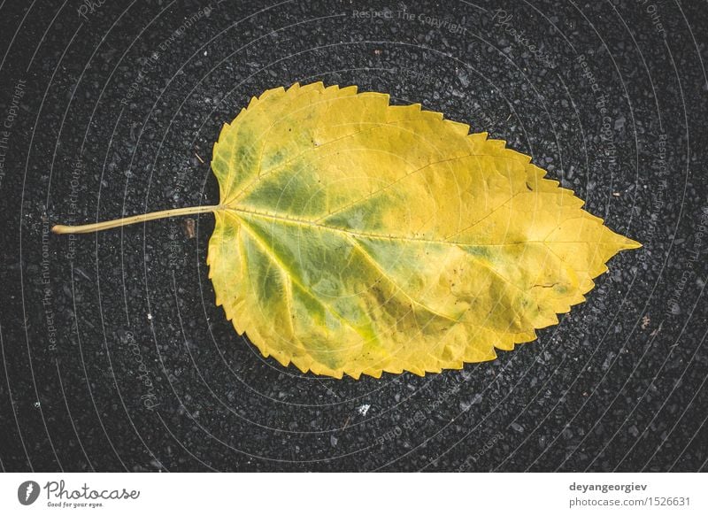 Herbstblatt auf Bürgersteig Natur Blatt Stadt Straße Stein alt gelb fallen Jahreszeiten Hintergrund Fliesen u. Kacheln Kopfsteinpflaster Straßenbelag Etage