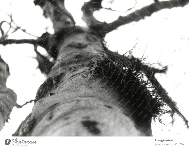 Mistelzweig 2 (sw) Schwache Tiefenschärfe alter Baum Schwarzweißfoto