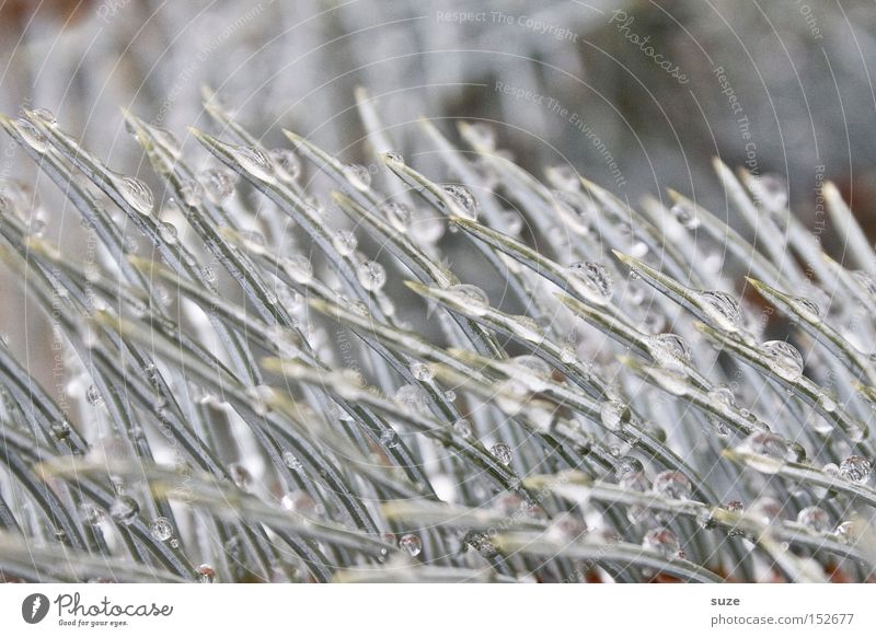 Tannentau Winter Wassertropfen glänzend authentisch hell schön einzigartig nass Spitze silber Zweig Tau tauen Tannennadel gefroren edel Weihnachtsdekoration