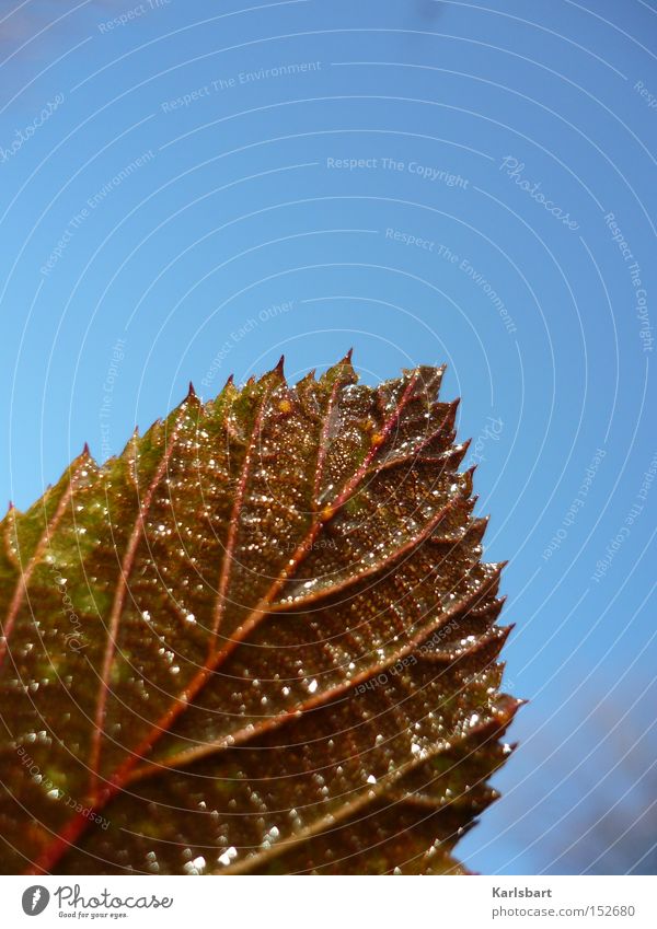 das tauen des blattes während des vorgangs des scheinens. Design Winter Gartenarbeit Umwelt Natur Himmel Wolkenloser Himmel Sonnenlicht Herbst Eis Frost Wärme