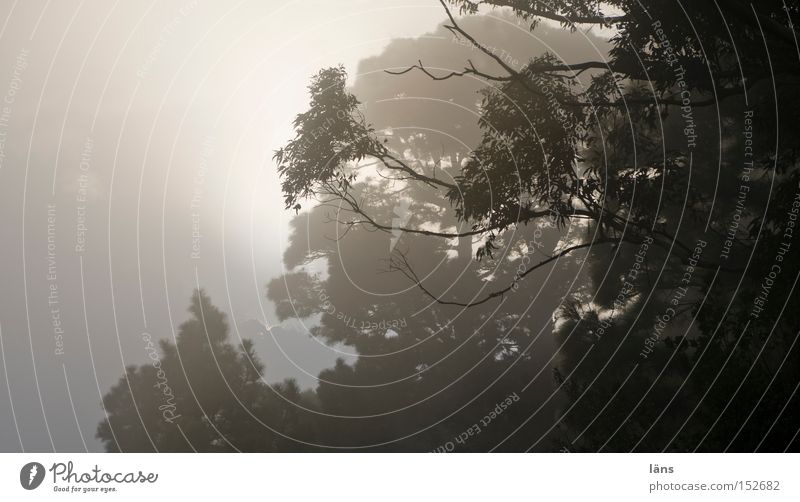 NebelReich Außenaufnahme Textfreiraum links Abend Schatten Kontrast Silhouette Sonnenstrahlen Gegenlicht Berge u. Gebirge Landschaft Pflanze Wolken