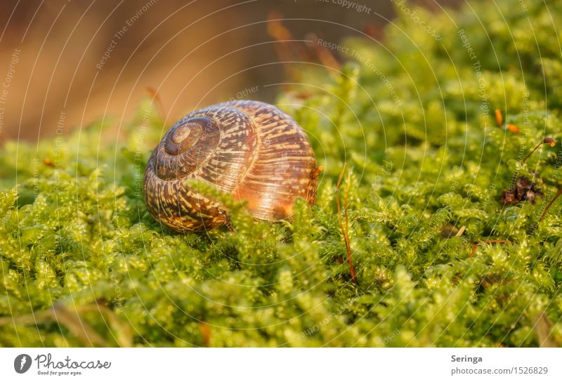 Eigenheim zu vermieten Natur Pflanze Tier Winter Moos Wald Wildtier Schnecke 1 schön Schneckenhaus krabbeln Spirale Farbfoto mehrfarbig Außenaufnahme