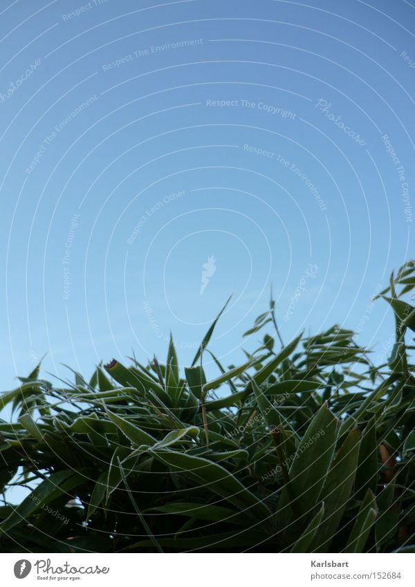 das frieren der pflanze während des vorgangs des morgens. Design harmonisch Winter Gartenarbeit Natur Pflanze Himmel Wolkenloser Himmel Eis Frost Sträucher