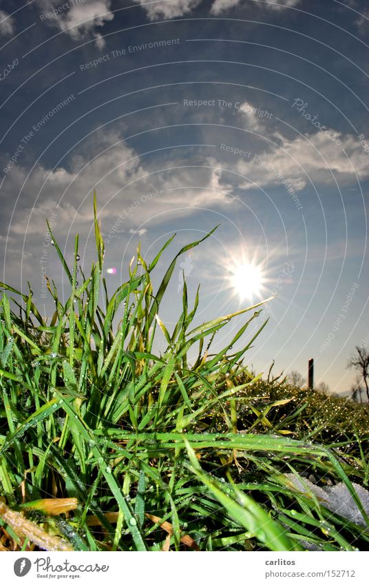 Grün und Blau schmückt die Sau vorhersagen Reifezeit Gras Wiese Froschperspektive Gegenlicht Frühling Wetter es geht bergab Wiedervereinigung Trendwende