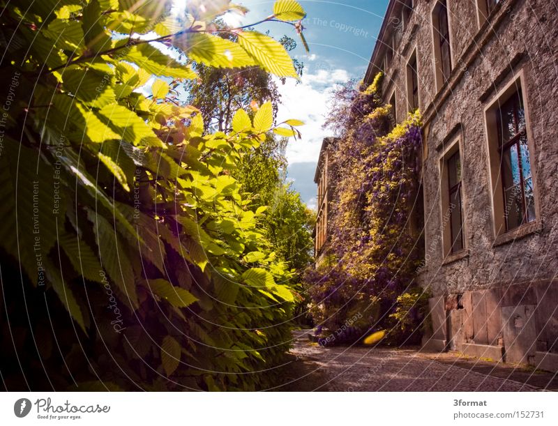 biologische Fakultät der MLU in Halle Sommer Garten Haus Vorgarten historisch Romantik Verhext Hecke Nachmittag Sonne positiv Optimismus Optimist Licht Schatten