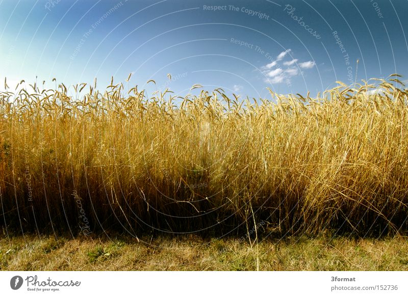 brot Sommer Feld Grundbesitz Ernte Weizen Himmel blau gelb gold positiv Optimismus Optimist Leben Ernährung Landwirtschaft Qualität