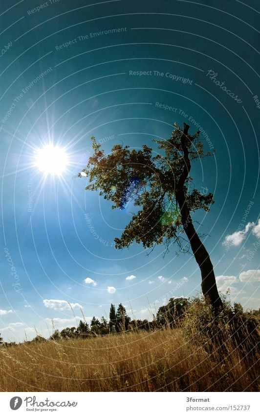 Baum Sommer Feld Länder Grundbesitz Wiese Himmel blau gelb Sonne einzeln Einsamkeit Leben blenden stehen Langeweile