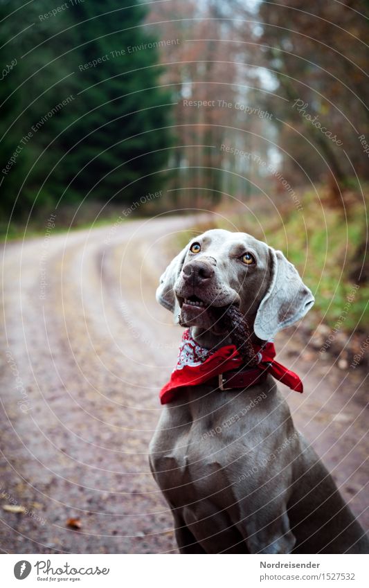 Spaziergang Spielen Ausflug wandern Natur Landschaft Baum Wald Straße Wege & Pfade Tier Haustier Hund Lächeln warten Coolness Freundlichkeit Fröhlichkeit loyal