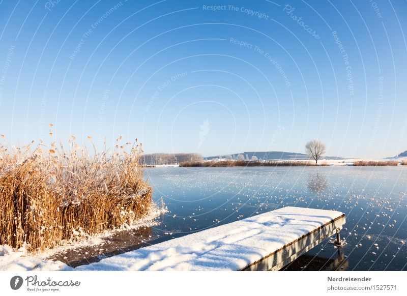 Frost Winter Schnee wandern Natur Landschaft Pflanze Himmel Wolkenloser Himmel Klima Schönes Wetter Eis Gras Küste See frieren glänzend Freundlichkeit frisch