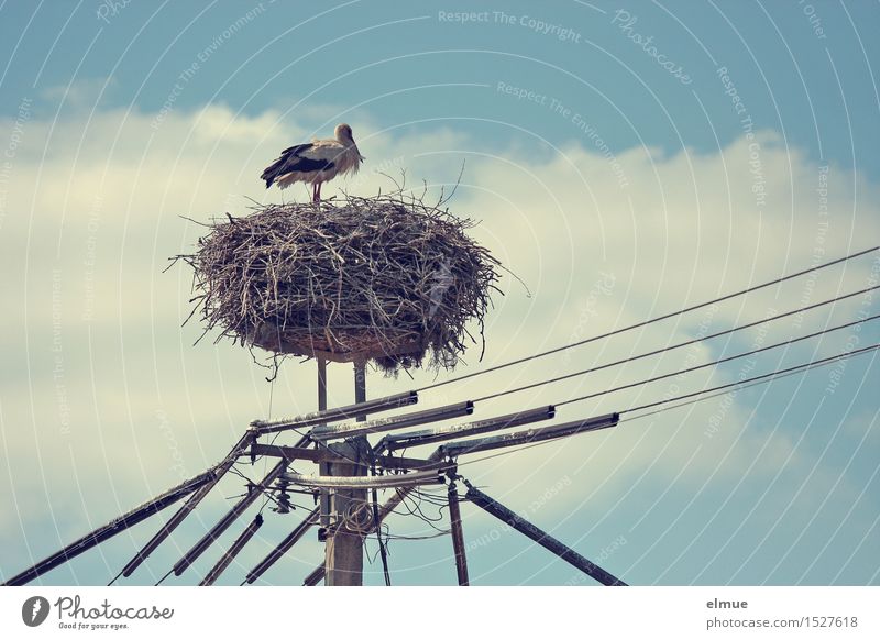 Der mit der langen Leitung. Kabel Himmel Wolken Frühling Schönes Wetter Vogel Storch Weißstorch Adebar Klapperstorch beobachten stehen warten ästhetisch Glück