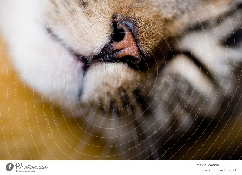 Schlaf, Kindlein, schlaf.... Katze Haustier Nase Mund Schnauze Fell nah Hauskatze Schnurren Schnurrhaar Säugetier Sicherheit Frieden Miezekatze Schmusekater