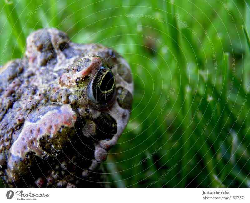 Look forward Froschlurche Kröte Garten Wiese Quaken Tier Glätte Sommer Erfolg Juttaschnecke