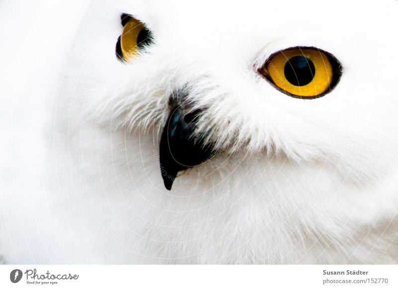 Schneeeulengesicht II Eulenvögel Zoo Auge Greifvogel Feder Fleck weiß Fell Schnabel schwarz gelb Winter kalt Vogel