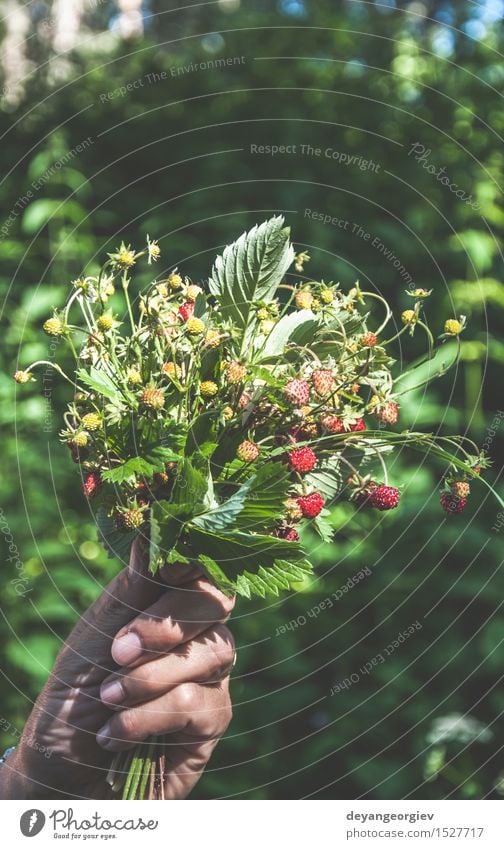 Handgriff wählte Walderdbeeren aus. Frucht Dessert Sommer Natur Pflanze Blatt frisch saftig wild grün rot Erdbeeren Lebensmittel organisch Beeren reif Bauernhof