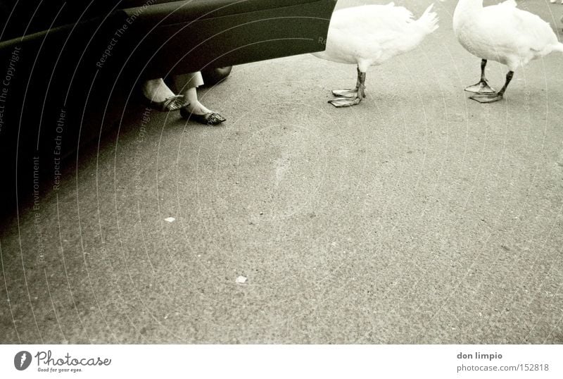 afraid to fly Tierfuß Autotür KFZ Vogel Dame Asphalt Straße Vertrauen füttern Republik Irland Schwarzweißfoto analog PKW galway weihnachtsstrich ebv