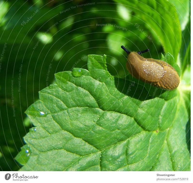 hmmm... köstlich Schnecke Appetit & Hunger Blatt grün Frühling Nacktschnecken schleimig Fühler braun Wassertropfen Maserung Loch