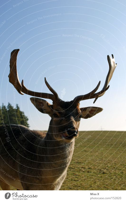 Das lachende Hirschragout ;-) Farbfoto Außenaufnahme Tier Wildtier ästhetisch außergewöhnlich kuschlig niedlich Kraft Willensstärke Hirsche Reh Horn Rentier