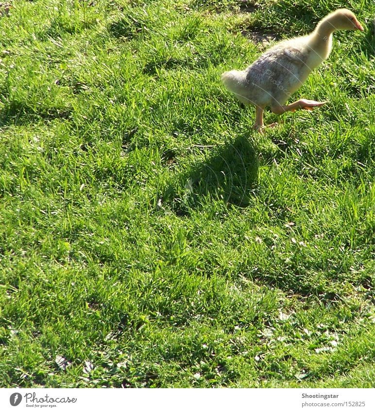 Auf die Gänse -fertig -los Gans Sportveranstaltung weg hier watscheln laufen Wiese grün Vogel aus dem Bild