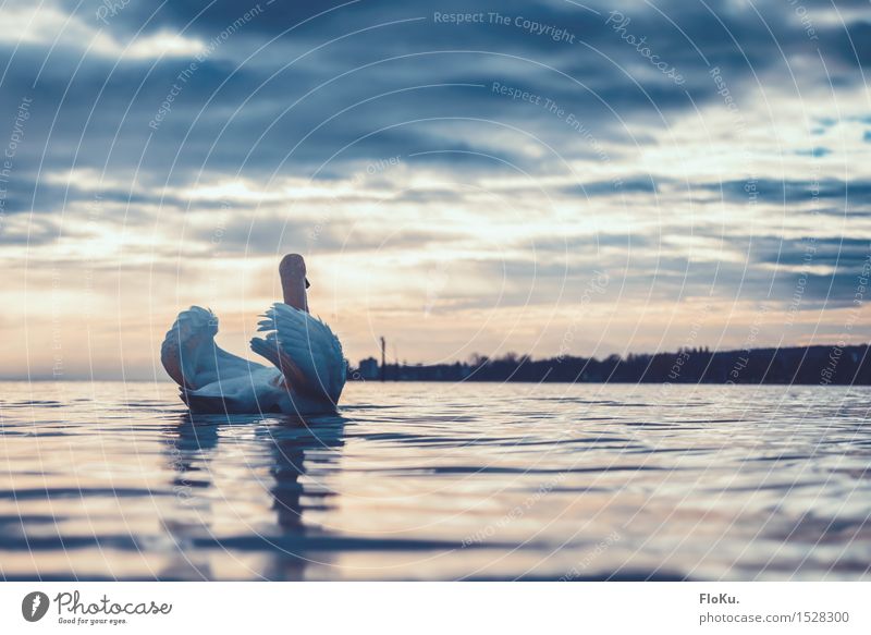 Schwan auf dem Bodensee Umwelt Natur Landschaft Urelemente Wasser Himmel Wolken Sonnenaufgang Sonnenuntergang Wetter Küste Seeufer Tier Wildtier Vogel 1 dunkel