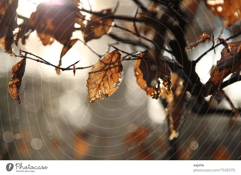 herbstlich Umwelt Natur Pflanze Herbst Baum Blatt Wald braun Verfall Vergänglichkeit verdorrt Herbstlaub Herbstwald Herbstwetter Farbfoto Gedeckte Farben