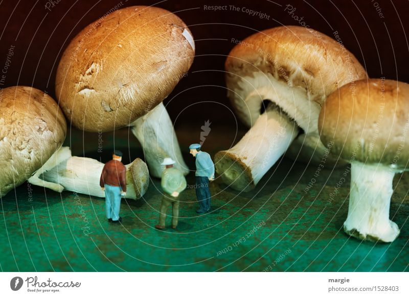 Miniwelten - Pilzkunde Lebensmittel Gemüse Ernährung Bioprodukte Vegetarische Ernährung lernen Landwirtschaft Forstwirtschaft Mensch maskulin Mann Erwachsene
